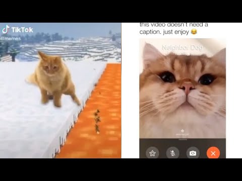 dear god  Funny cat faces, Cat memes, Funny cat memes