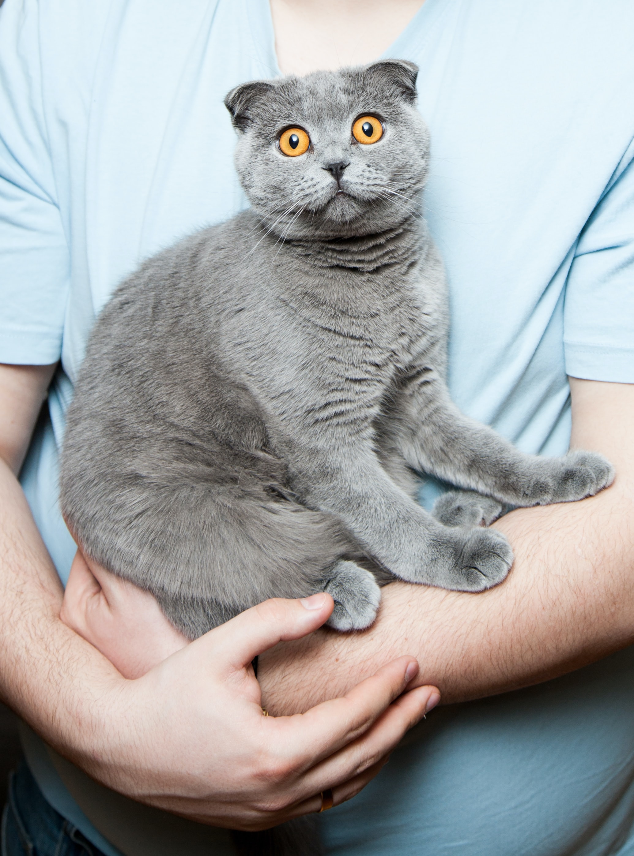man holding grey cat